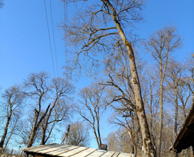 Arboristo paslaugos: medžių pjovimas/genėjimas / Tomas Damulis / Darbų pavyzdys ID 3912484