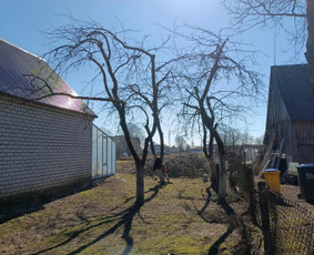 Arboristo paslaugos: medžių pjovimas/genėjimas / Tomas Damulis / Darbų pavyzdys ID 3912488