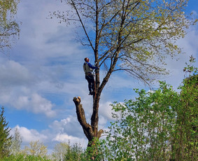 Arboristo paslaugos: medžių pjovimas/genėjimas / Tomas Damulis / Darbų pavyzdys ID 3912454