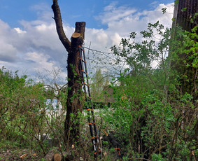 Arboristo paslaugos: medžių pjovimas/genėjimas / Tomas Damulis / Darbų pavyzdys ID 3912456
