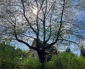 Arboristo paslaugos: medžių pjovimas/genėjimas / Tomas Damulis / Darbų pavyzdys ID 3912458