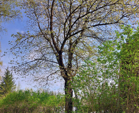 Arboristo paslaugos: medžių pjovimas/genėjimas / Tomas Damulis / Darbų pavyzdys ID 3912460