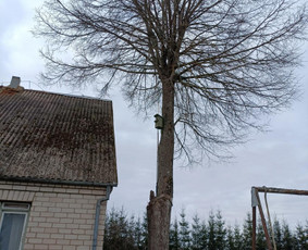 Arboristo paslaugos: medžių pjovimas/genėjimas / Tomas Damulis / Darbų pavyzdys ID 3912490