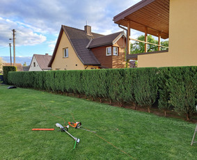 Gyvatvorių karpymas, žeminimas, formavimas / Vytautas R. / Darbų pavyzdys ID 3915426