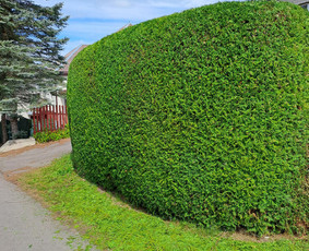 Gyvatvorių karpymas, vaismedžių genėjimas - Gyvatvorių karpymas - 4 Gyvatvorių karpymas - Gyvatvorių karpymas, vaismedžių genėjimas - 4