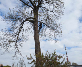 Arboristo paslaugos: medžių pjovimas/genėjimas / Tomas Damulis / Darbų pavyzdys ID 3915572
