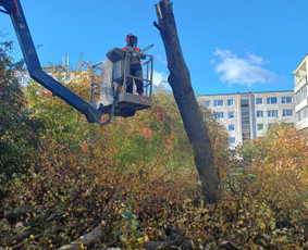 Vejos, žolės, krūmų, medžių pjovimas / Audrius / Darbų pavyzdys ID 3920194