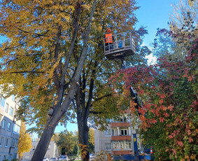 Vejos, žolės, krūmų, medžių pjovimas / Audrius / Darbų pavyzdys ID 3920200