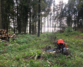 Vejos, žolės, krūmų, medžių pjovimas / Audrius / Darbų pavyzdys ID 3920214