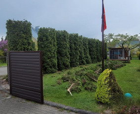 Vaismedžiu genėjimas,tuju gyvatvorių,krūmų kirpimas! / Vitalijus Juodaitis / Darbų pavyzdys ID 3921396
