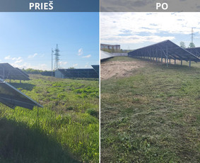 Aukštos žolės pjovimas, smulkinimas. - Vejos priežiūra, įrengimas - 4 Vejos priežiūra, įrengimas - Aukštos žolės pjovimas, smulkinimas. - 4