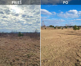 Bobcat ir eskavatoriaus paslaugos - Medžių genėjimas, pjovimas - 3 Medžių genėjimas, pjovimas - Bobcat ir eskavatoriaus paslaugos - 3