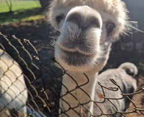Pramogos vaikams - Edukacijos , gimtadieniai ir šventės ūkyje Birštone - 3