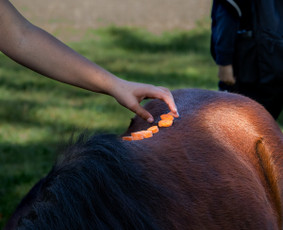 Pramogos vaikams - Edukacijos , gimtadieniai ir šventės ūkyje Birštone - 4