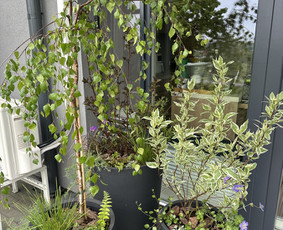 Aplinka, sodas - Apželdinimo sprendimai - 1