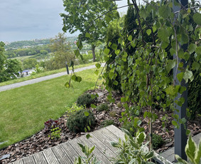 Aplinka, sodas - Apželdinimo sprendimai - 2