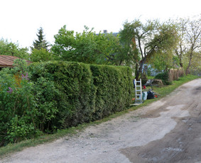 Gyvatvorių karpymas, vaismedžių/medžių genėjimas, šienavimas / Pavelas / Darbų pavyzdys ID 3932022