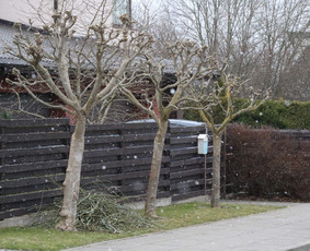 Gyvatvorių karpymas, vaismedžių/medžių genėjimas, šienavimas / Pavelas / Darbų pavyzdys ID 3932024