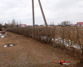 Gyvatvorių karpymas, vaismedžių/medžių genėjimas, šienavimas / Pavelas / Darbų pavyzdys ID 3932034