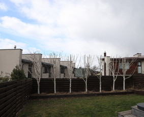 Gyvatvorių karpymas, vaismedžių/medžių genėjimas, šienavimas / Pavelas / Darbų pavyzdys ID 3933178