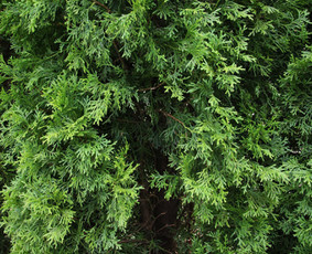 Gyvatvorių karpymas, vaismedžių/medžių genėjimas, šienavimas / Pavelas / Darbų pavyzdys ID 3933198