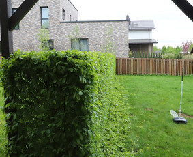 Gyvatvorių karpymas, vaismedžių/medžių genėjimas, šienavimas / Pavelas / Darbų pavyzdys ID 3933166