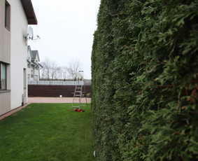 Gyvatvorių karpymas, vaismedžių/medžių genėjimas, šienavimas / Pavelas / Darbų pavyzdys ID 3933208