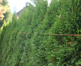 Gyvatvorių karpymas, vaismedžių/medžių genėjimas, šienavimas / Pavelas / Darbų pavyzdys ID 3933246