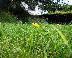 Vejos pjovimas skarifikavims aeravimas atsėjimas tręšimas. - Aplinka, sodas - 1 Aplinka, sodas - Vejos pjovimas skarifikavims aeravimas atsėjimas tręšimas. - 1