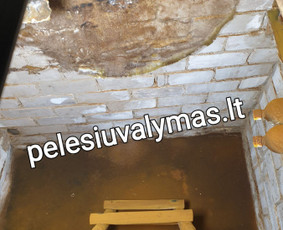 Pelėsio ir grybų naikinimas - Medžio grybo šalinimas - 1 Medžio grybo šalinimas - Pelėsio ir grybų naikinimas - 1