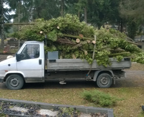 Šakų, tujų pjovimas, tujų bei kelmų rovimas kapinėse 865688083