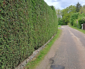 Gyvatvorių karpymas, žeminimas, formavimas / Vytautas R. / Darbų pavyzdys ID 3939462