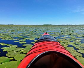 Krokų lanka