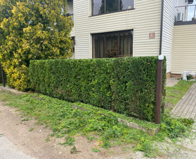 Arboristų paslaugos - medžių genėjimas, pjovimas / MB BALTA LAJA / Darbų pavyzdys ID 3944160