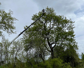 Arboristų paslaugos - medžių genėjimas, pjovimas / MB BALTA LAJA / Darbų pavyzdys ID 3944162
