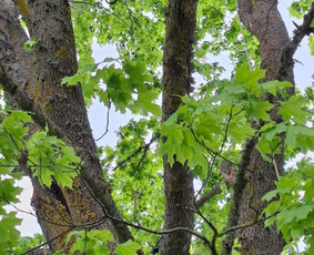 Arboristų paslaugos - medžių genėjimas, pjovimas / MB BALTA LAJA / Darbų pavyzdys ID 3944168