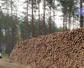 Mediniai tekinti ir žievinti kuolai impregnuoti - Statybos, apdaila - 4 Statybos, apdaila - Mediniai tekinti ir žievinti kuolai impregnuoti - 4