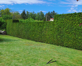 Gyvatvorių karpymas, vaismedžių genėjimas - Gyvatvorių karpymas - 2 Gyvatvorių karpymas - Gyvatvorių karpymas, vaismedžių genėjimas - 2