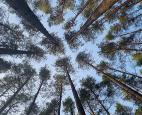 Psichologinė, emocinė pagalba - Psichoterapinės konsultacijos - 2