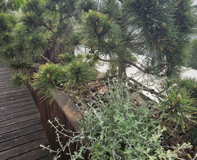 Vidaus augalų priežiūra - Sodo darbai, priežiūra, augalų komponavimas - 1