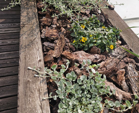 Vidaus augalų priežiūra - Sodo darbai, priežiūra, augalų komponavimas - 4