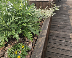 Vidaus augalų priežiūra - Sodo darbai, priežiūra, augalų komponavimas - 3