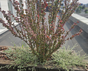 Vidaus augalų priežiūra - Sodo darbai, priežiūra, augalų komponavimas - 2