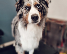 Šunų, kačių kirpyklos - Šunų kirpimas Kaune - 4