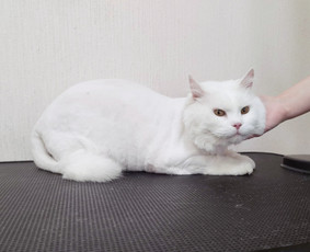 Kačių kirpimas - Šunų kirpykla. Šunų ir Kačių salonas. - 2