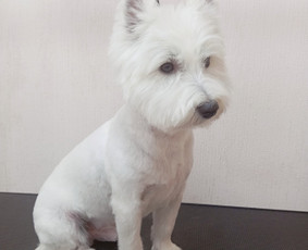 Šunų ir Kačių kirpykla. / Kirpėja Julita / Darbų pavyzdys ID 3957812