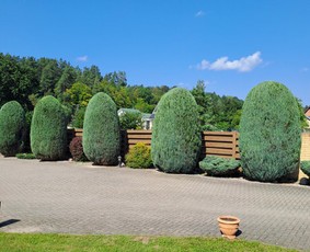 Gyvatvorių karpymas, žeminimas, formavimas / Vytautas R. / Darbų pavyzdys ID 3960572