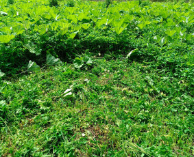 Kokybiškas aplinkos tvarkymas / Aplinkos pulsas / Darbų pavyzdys ID 3962476