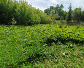 Kokybiškas aplinkos tvarkymas / Aplinkos pulsas / Darbų pavyzdys ID 3962478