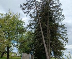 Arboristo paslaugos: medžių pjovimas/genėjimas / Tomas Damulis / Darbų pavyzdys ID 3963460